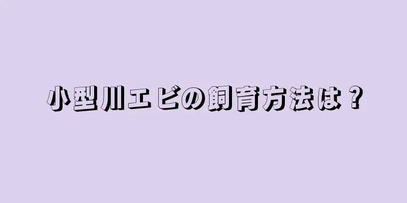 小型川エビの飼育方法は？