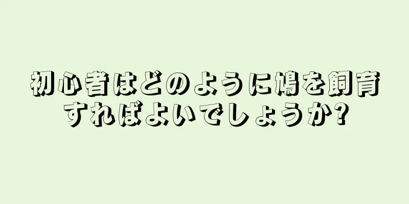 初心者はどのように鳩を飼育すればよいでしょうか?