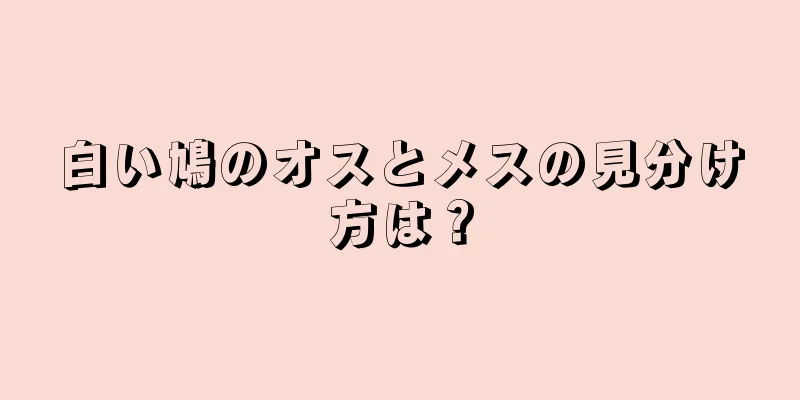 白い鳩のオスとメスの見分け方は？
