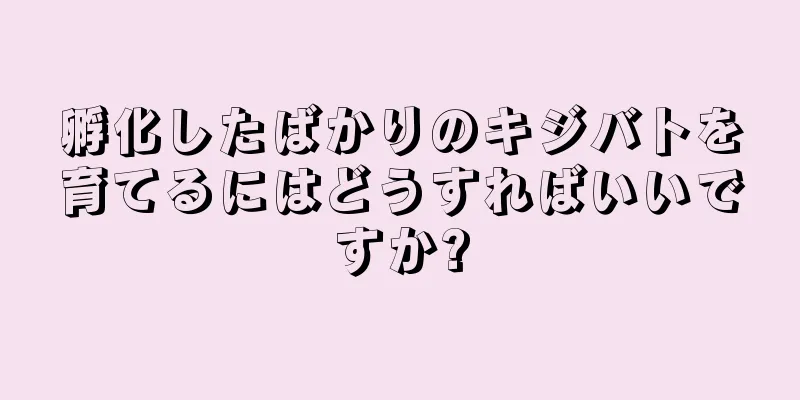 孵化したばかりのキジバトを育てるにはどうすればいいですか?