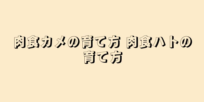 肉食カメの育て方 肉食ハトの育て方