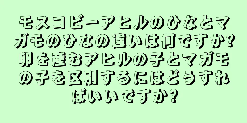 モスコビーアヒルのひなとマガモのひなの違いは何ですか?卵を産むアヒルの子とマガモの子を区別するにはどうすればいいですか?