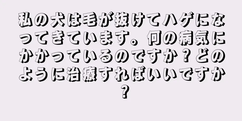 私の犬は毛が抜けてハゲになってきています。何の病気にかかっているのですか？どのように治療すればいいですか？